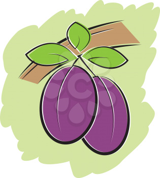 Ripe Plums on Bramch with leaves vector illustration 