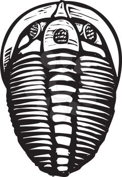 Woodcut style image of a fossil trilobite
