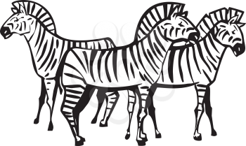 Three African Zebras grouped in a Herd