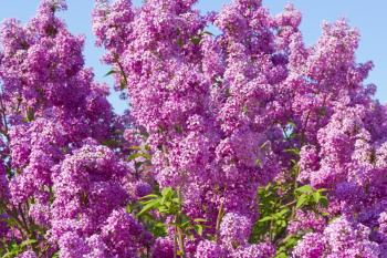 Royalty Free Photo of a Lilac Bush