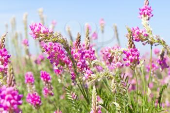 Royalty Free Photo of Pink Flowers