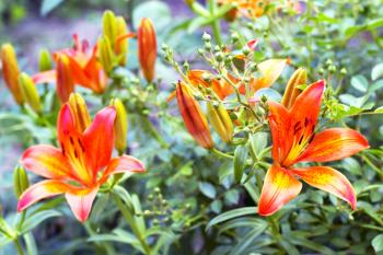 Royalty Free Photo of Orange Lilies