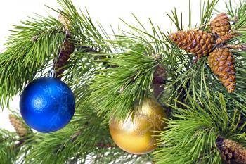 Royalty Free Photo of a Decorated Pine Branch