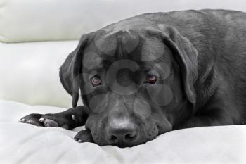 Royalty Free Photo of a Black Labrador