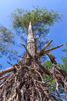 the exposed roots of pine trees against the sky