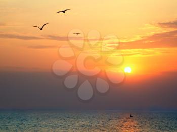Sunset on the sea with seagulls soaring in the foreground