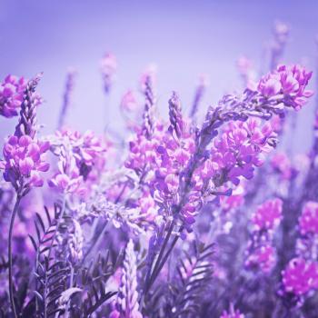 view the sky through the green grass with pink  flowers