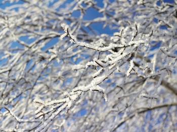 Winter tree branches covered with snow