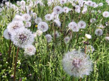 Field with buds dandelion seeds closeup