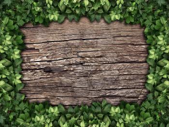 climbing plant on a wooden background