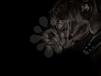 dark muzzle canine-corso dog closeup. side view                          