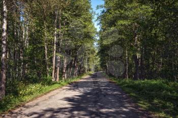 Old asphalt road in the summer forest