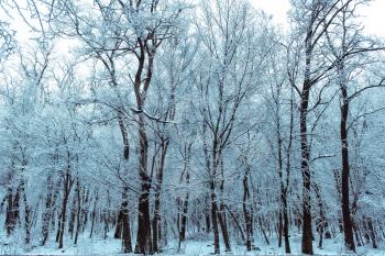 Snowy winter forest at evening twilight