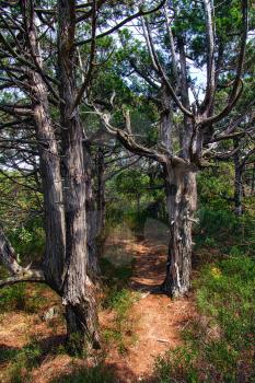 Two old juniper by the trail in the relict forest