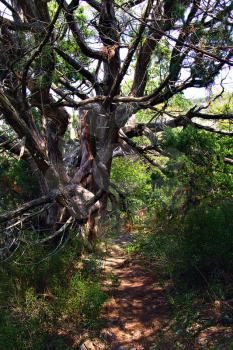 Old juniper by the trail in the relict forest