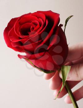 Flower in hand isolated on gray background
