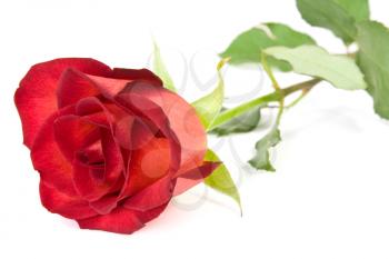 Royalty Free Photo of a Red Rose