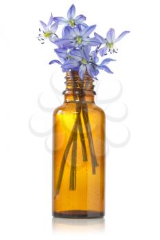 Royalty Free Photo of Blue Hepatica Flowers in a Bottle