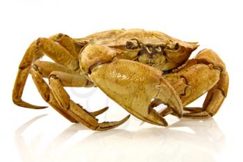 Royalty Free Photo of a Boiled Crab