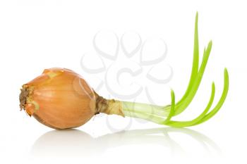 Royalty Free Photo of an Onion With Sprouts