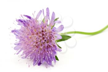 Royalty Free Photo of a Purple Flower
