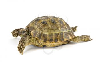 Royalty Free Photo of a Turtle