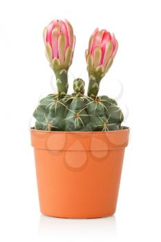 pot with blooming cactus  over a white background