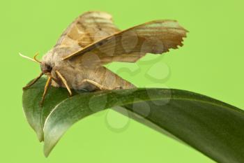 Butterfly sitting  on the leaf. Isolated on green background.