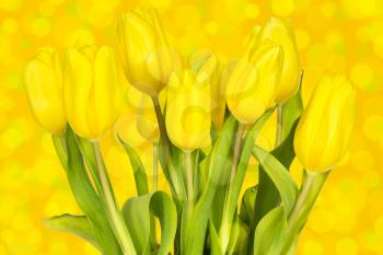 Yellow tulips bouquet against  the blurry background