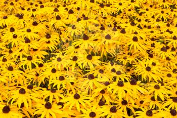 Sunny field with yellow flowering black eyed susan plants 