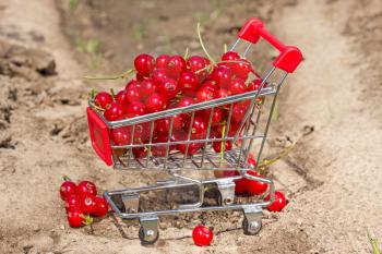  Red currant in a shopping cart on the  garden soil