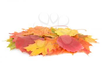Royalty Free Photo of a Pile of Dry Leaves