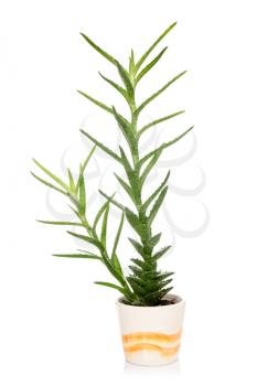 Aloe vera in a pot over  white background