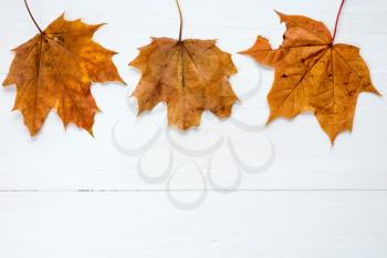 Rusty leaves over wooden background with copy space/ Autumn leaves background