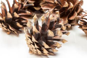 Group of  pine cones on white background