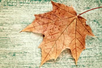 Autumnal leaf on old wood texture. Toned photo, retro colors effect
