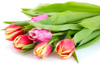 Bunch of beautiful tulip flowers isolated over white background