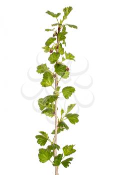 Flowering branch of gooseberry isolated on  white background