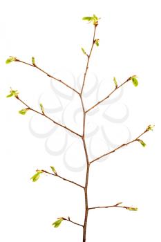 Branch of tree with buds isolated on white background
