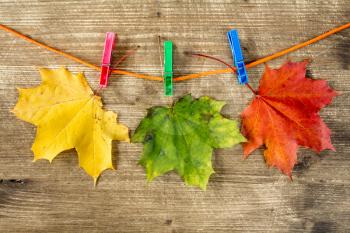 Colored autumn maple leaves hanging on rope with clothespin