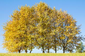 Beautiful landscape - golden autumn trees on blue sky background