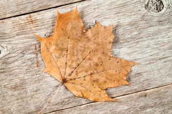 Old rusty leaf on wooden planks background 