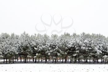 Winter season landscape with snow covered pine trees