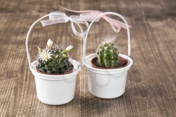 Two cactuses in pots decorated with bows 