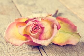 Close-up of wilted rose lying on the wooden background