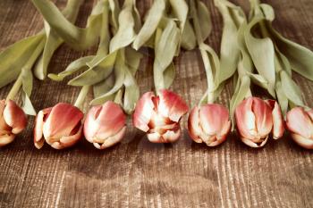 Seven spring tulips lying on dark wooden table