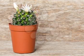 Blossoming cactus in pot on wooden background
