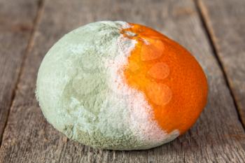 Close-up of a rotten mandarin on a wooden background