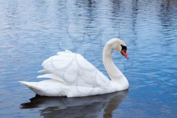 White elegantte swan on a spring river