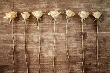 Row of roses  on grunge wood background. Copy-space.